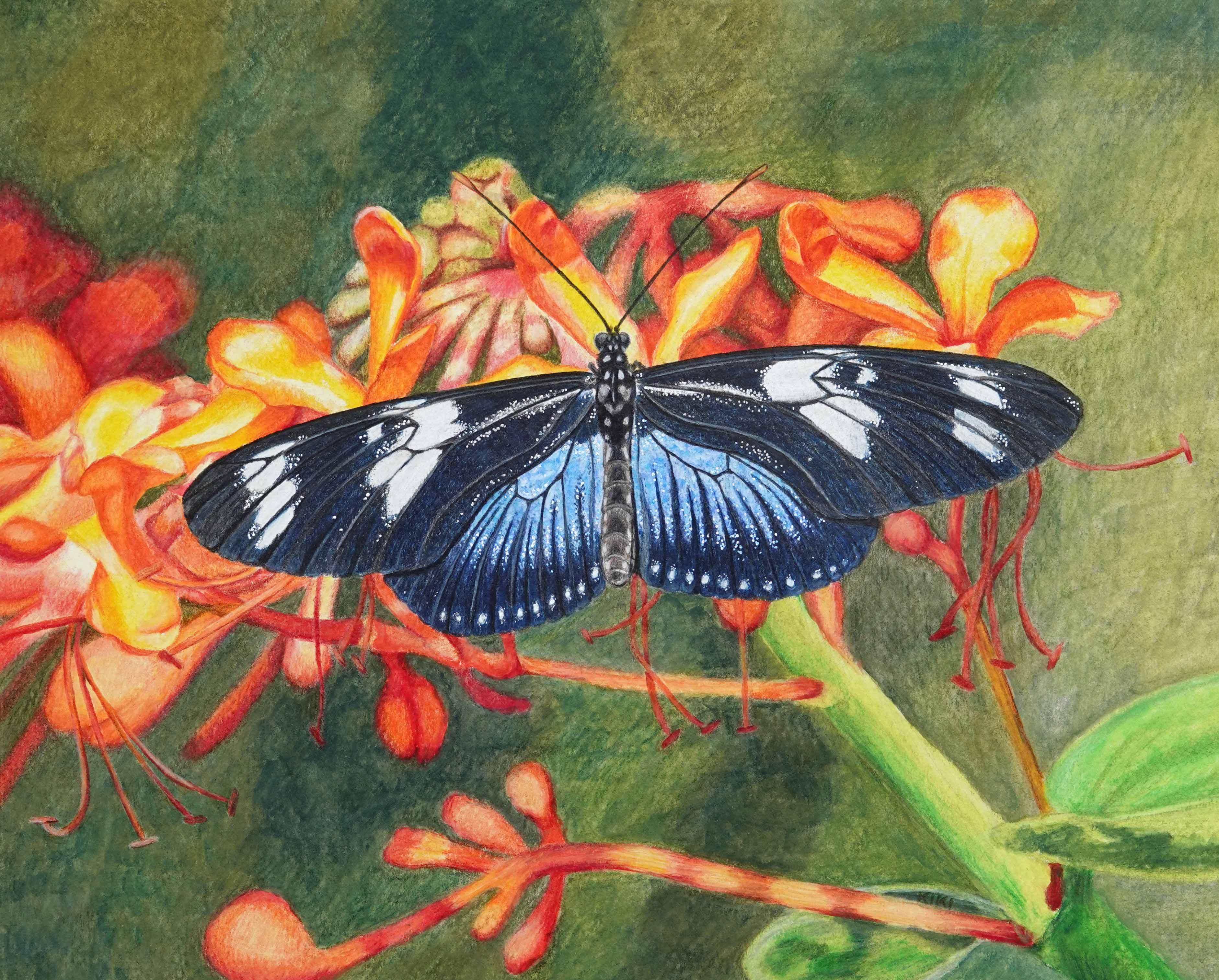 Black and blue Doris Longwing butterfly on orange flowers with a green background